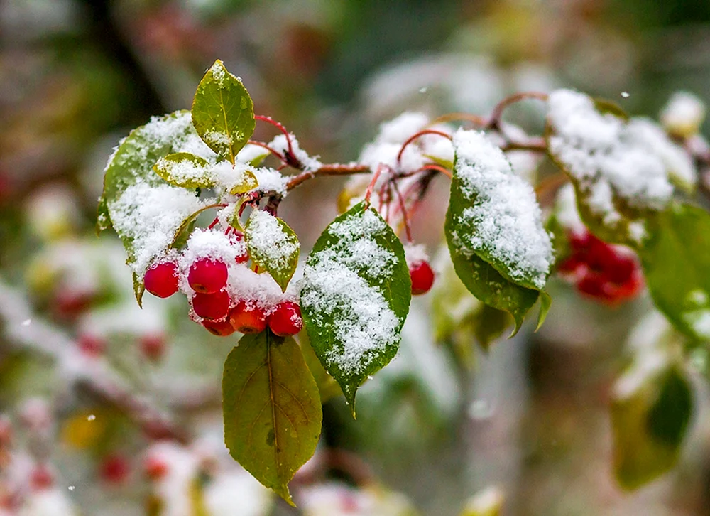 Erster Schnee