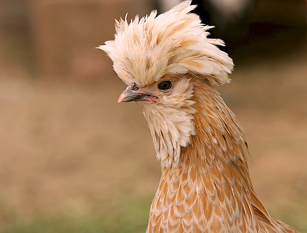 Schwarzes Haubenhuhn. Hennen
