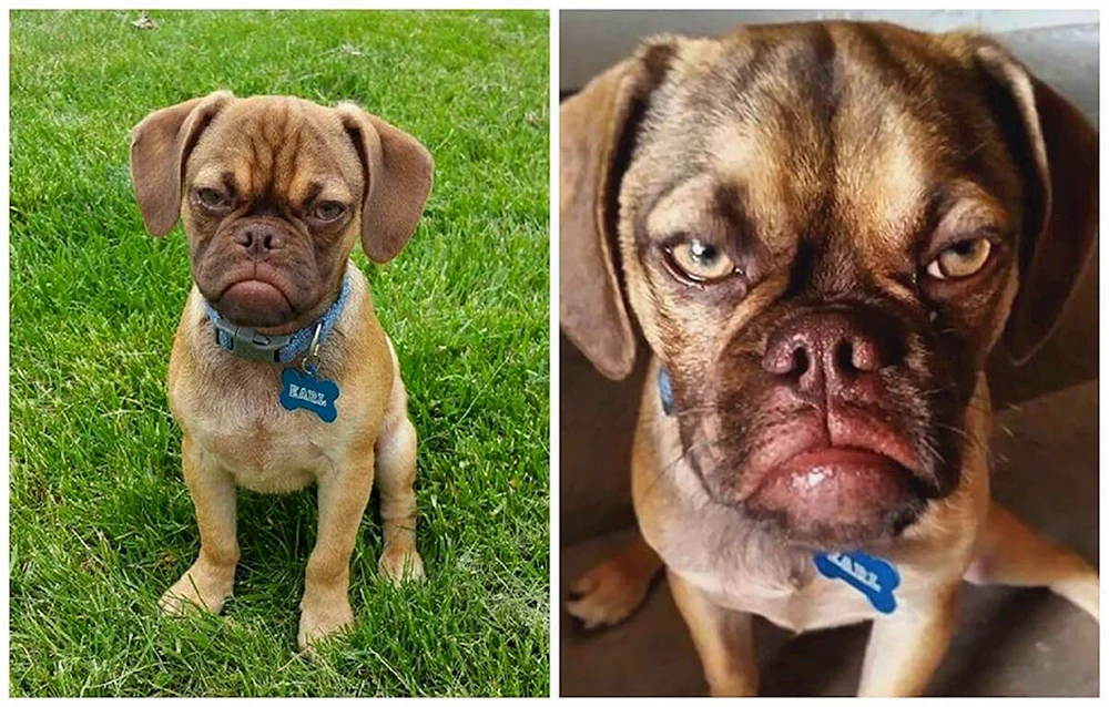 Mops und Chihuahua