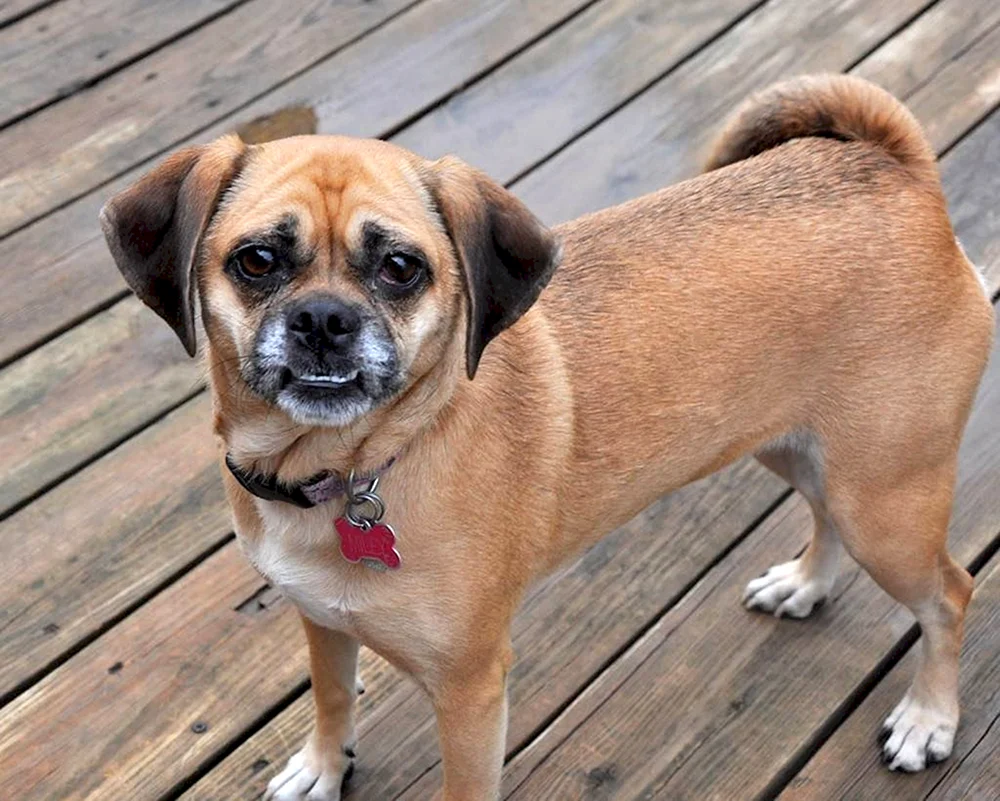 Métis MOPSA und Chihuahua