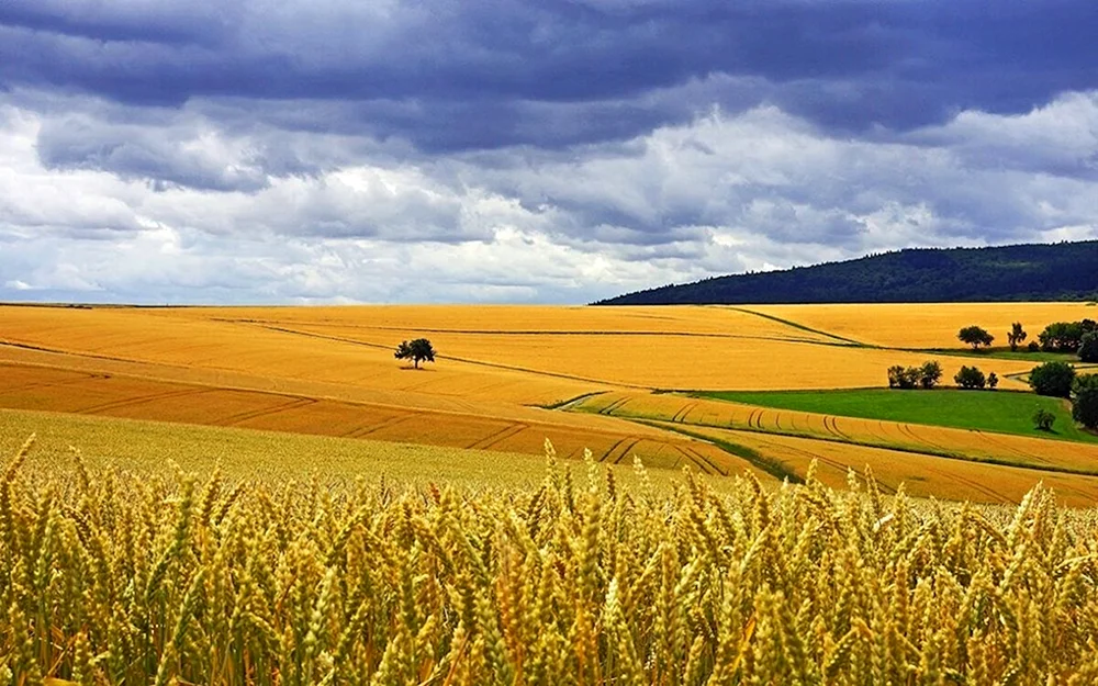 Weizenfelder von Weißrussland