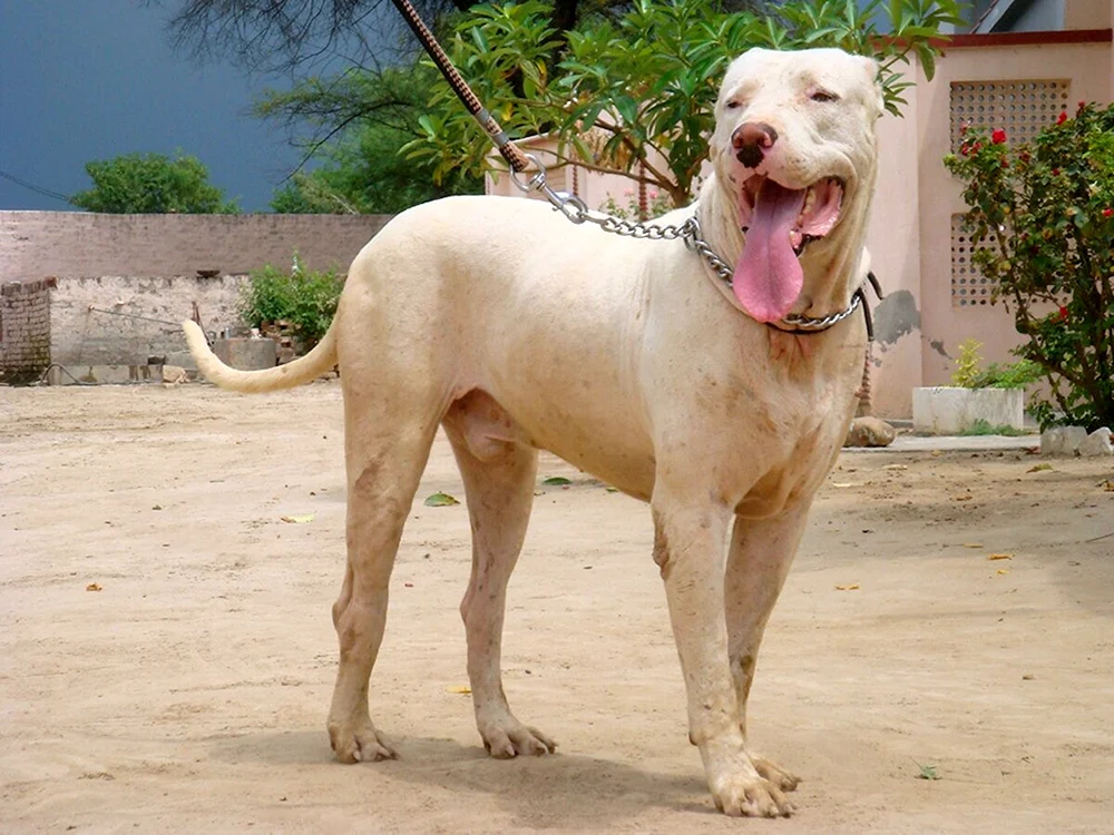 Pakistanischer Bulli Kutta