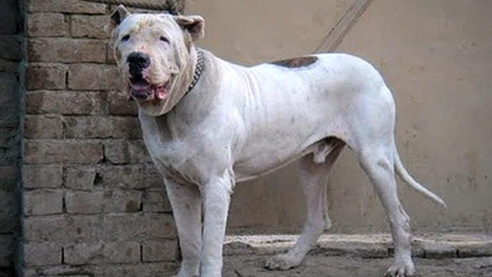 Bulli Kutta Hund