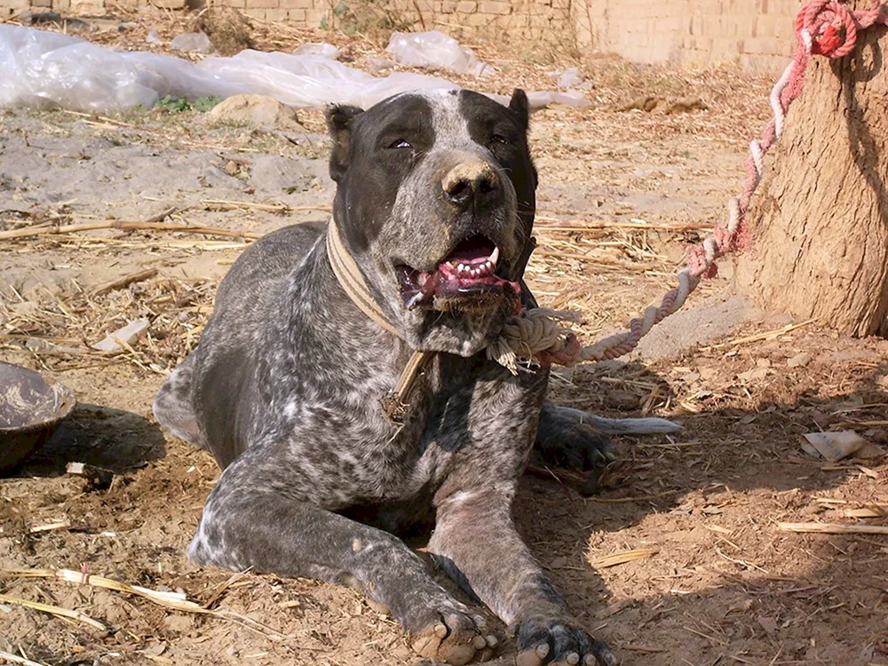 Pakistanischer Bulli Kutta