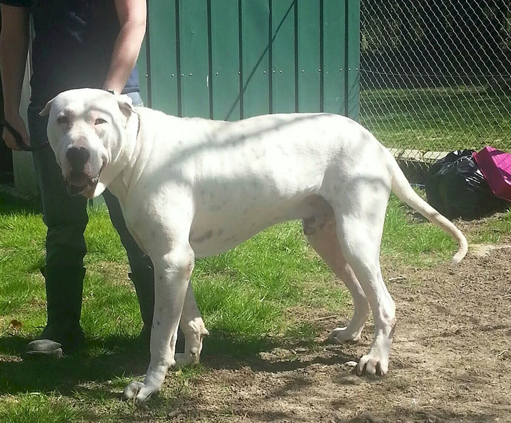Bulli Coutta Hund