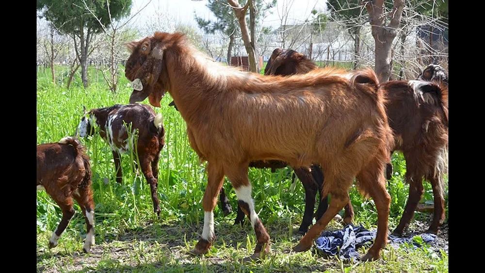 Gulabi