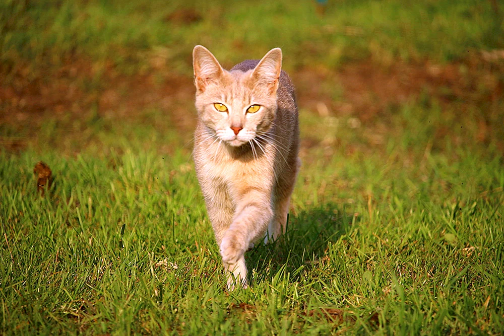 Gelbe Katze