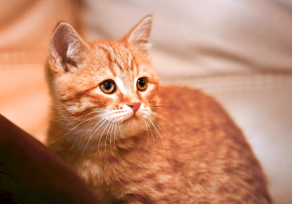 Araber Katze rot