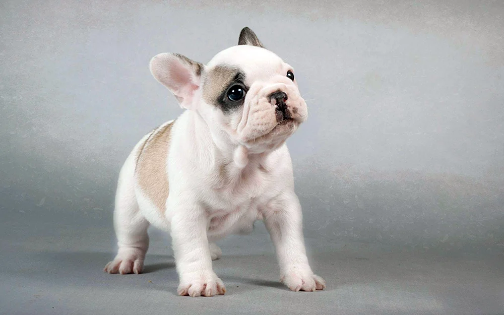 Französische Bulldogge marmoriert