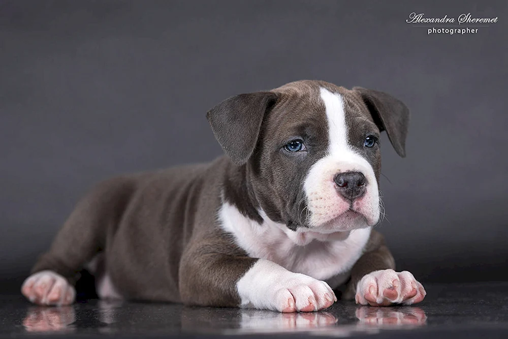 Amstaff. blau