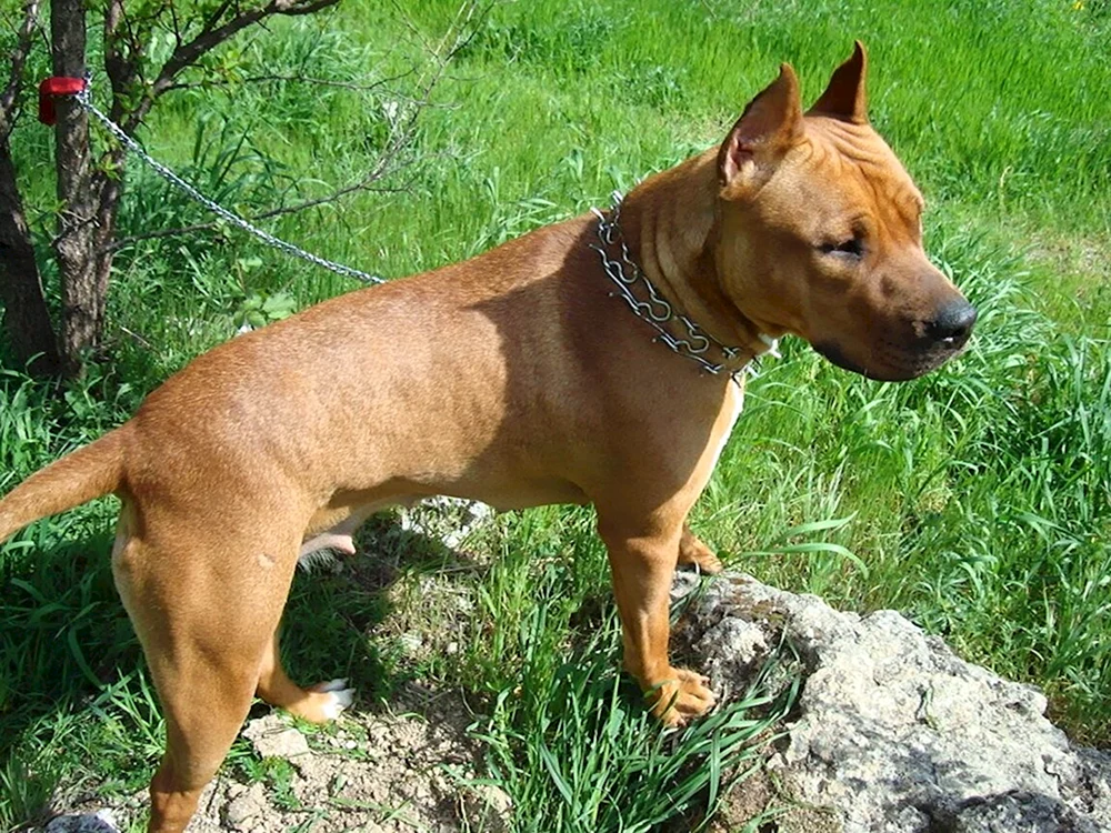 Fahler Staffordshire-Terrier