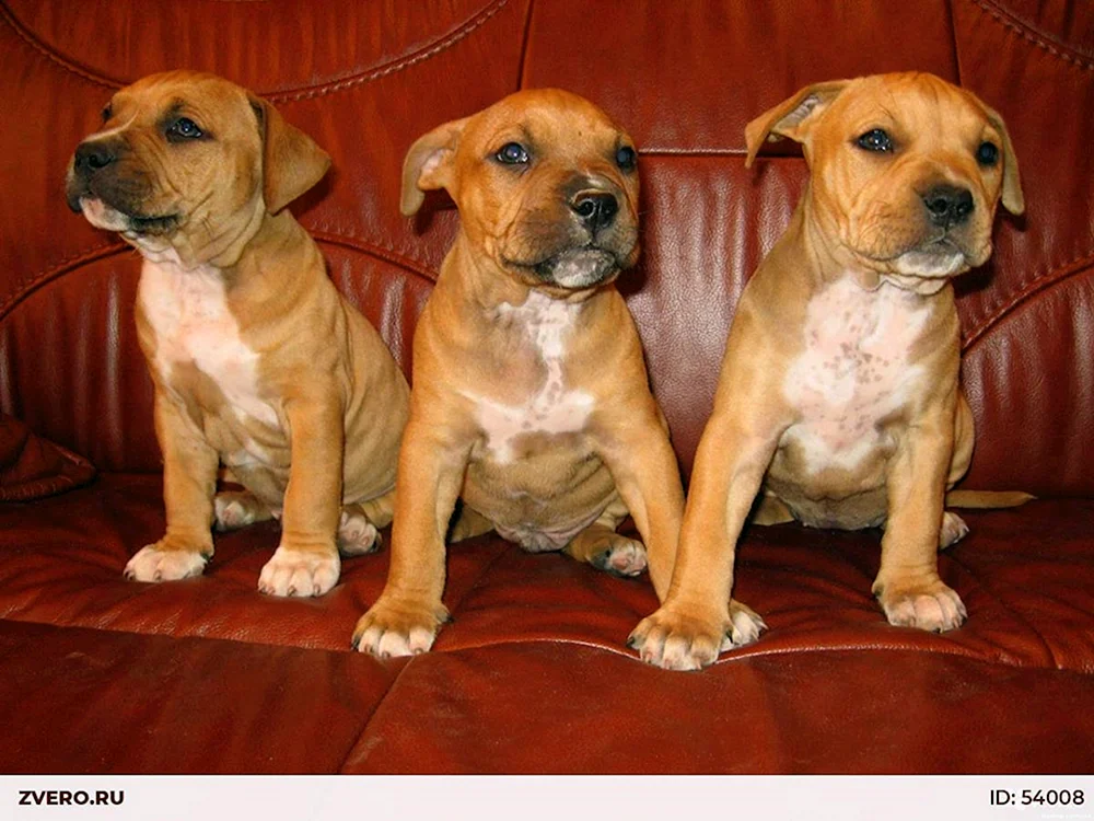 Amerikanischer Staffordshire Terrier