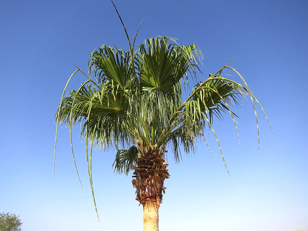 Palm tree raffia royal