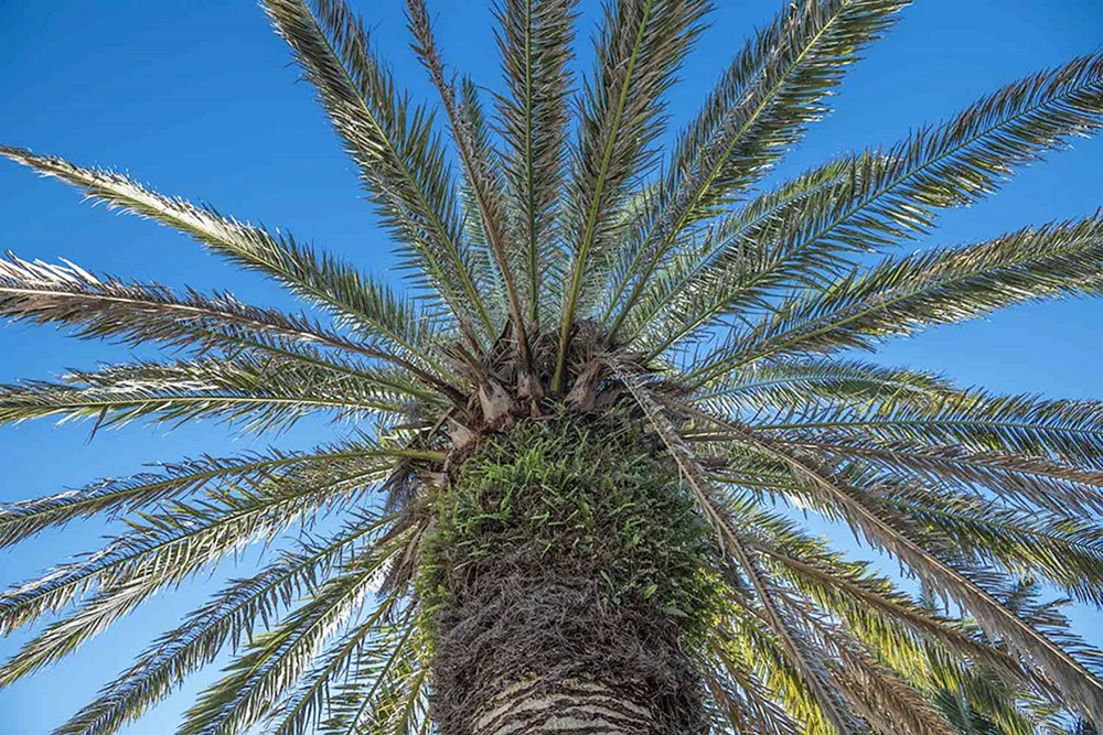 Palm tree raffia royal.