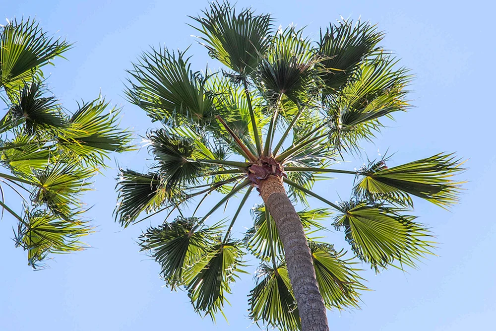 Dracaena marginata