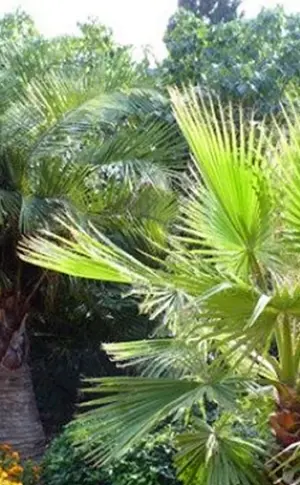 Palmen sabal