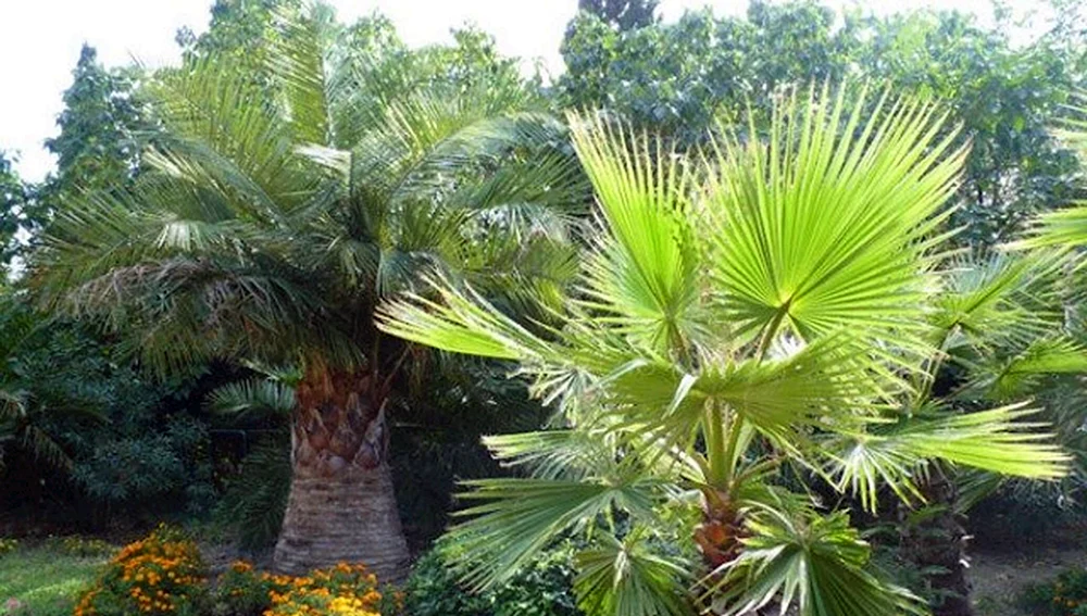 Palmen sabal