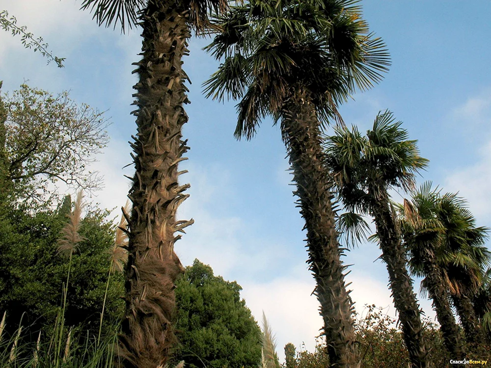 Palmen im Nikitsky Botanischen Garten