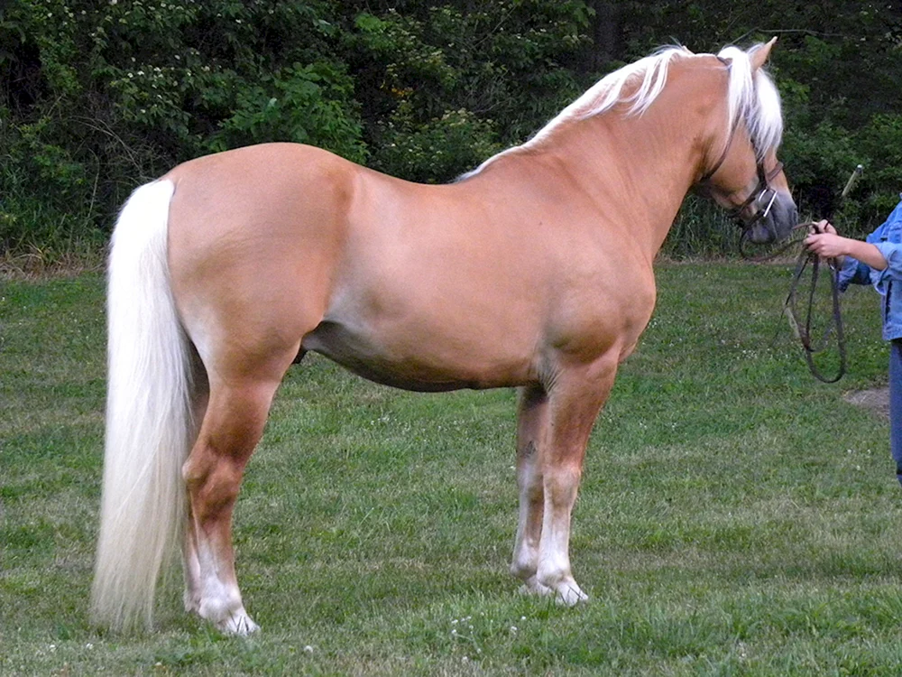 Pferdeschweif