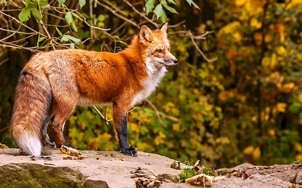 Wildtiere im Wald
