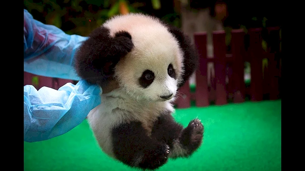 Panda mit Jungtier
