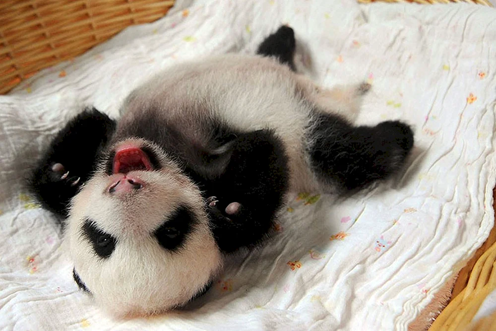 Panda mit kleinem Jungtier