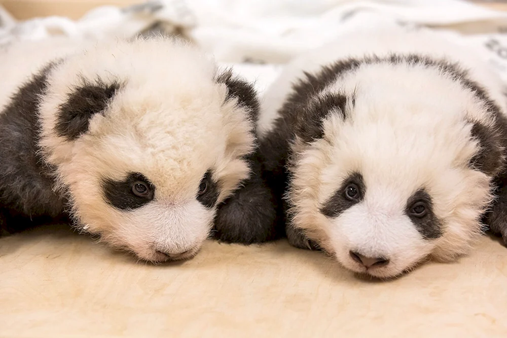 Großer Panda mit Jungtier