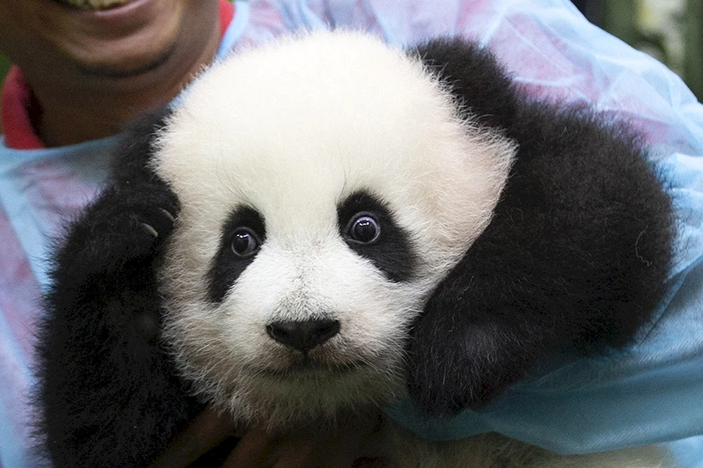 Großer Panda mit Jungtier