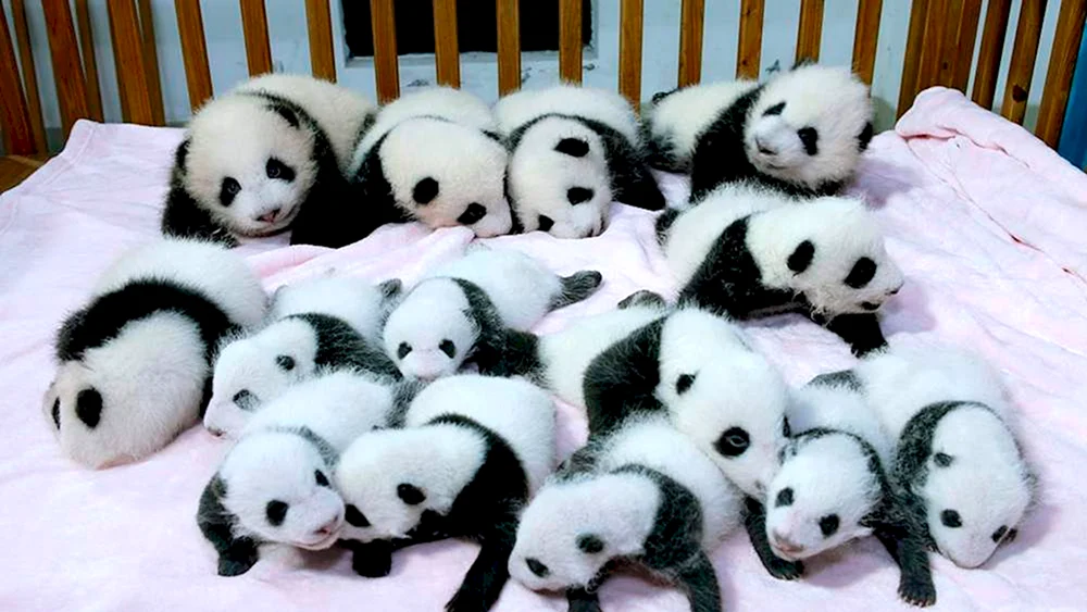 Großer Panda mit Jungtier