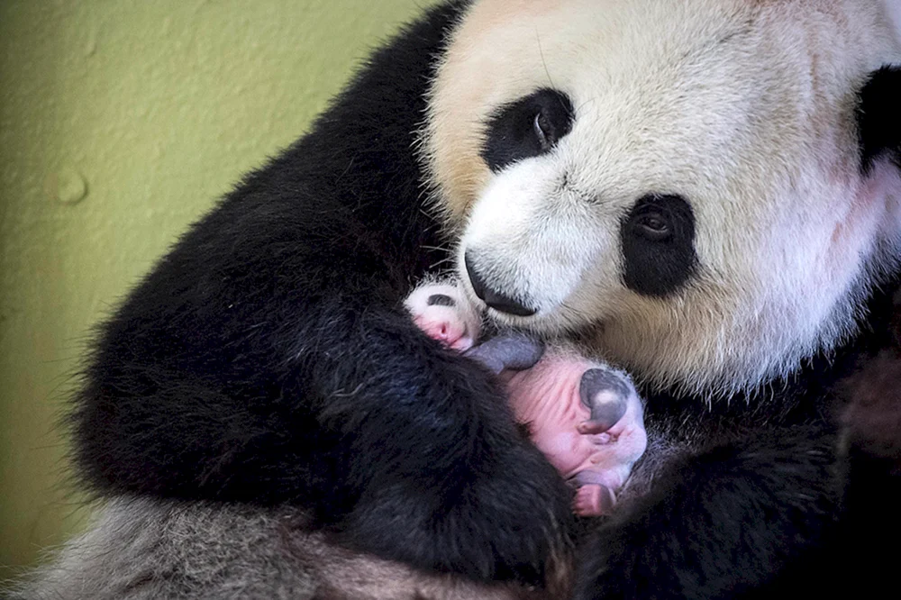 Panda mit Jungtier