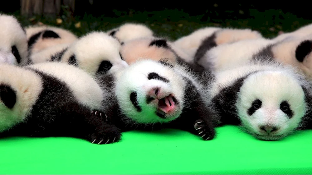 Panda mit Jungtier