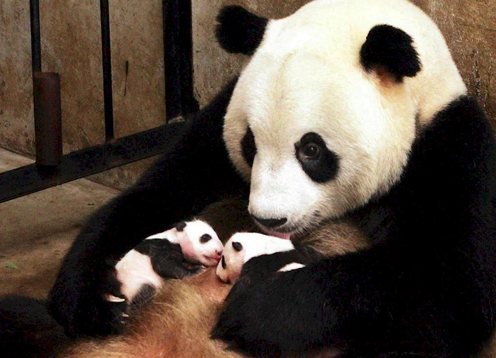 Großer Panda neugeboren