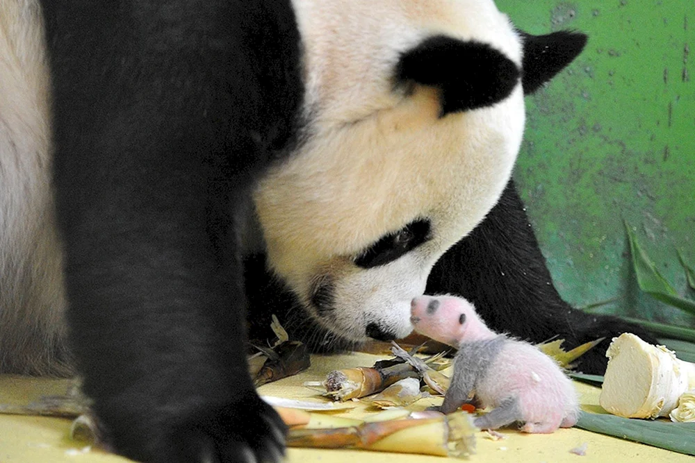 Großer Panda mit Welpe