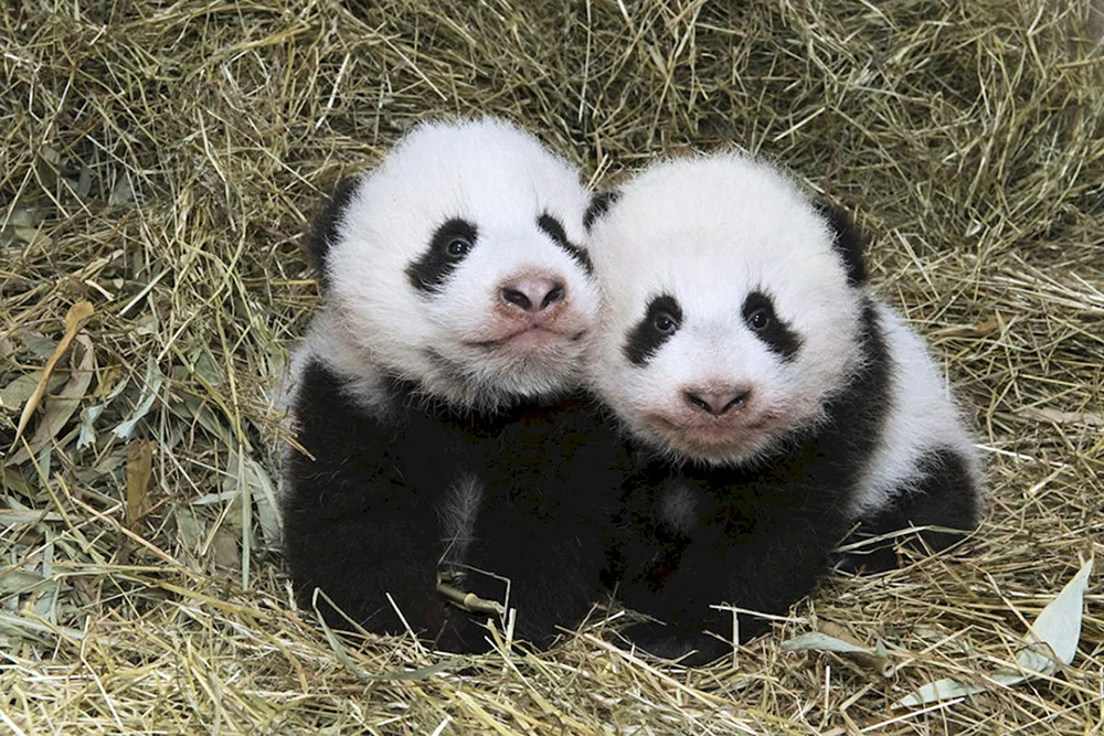 Großer Panda mit Welpe