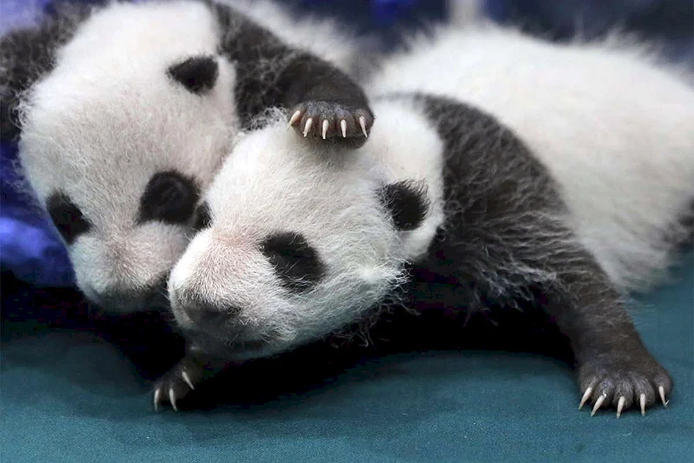 Großer Panda mit Jungtier