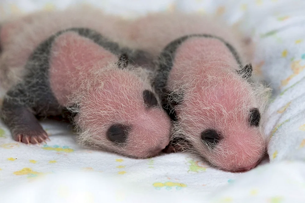 Großer Panda