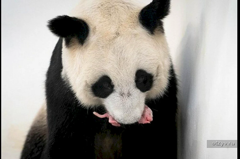 Panda im Moskauer Zoo