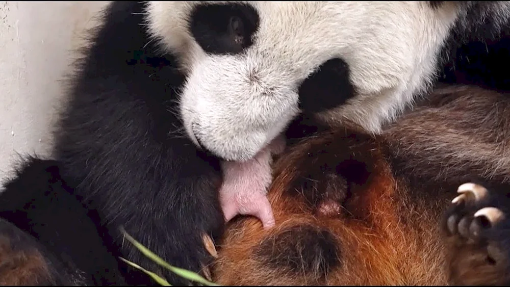 Panda Jui im Moskauer Zoo