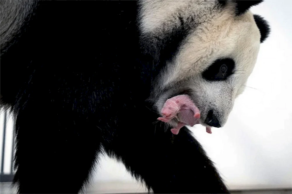 Panda im Moskauer Zoo