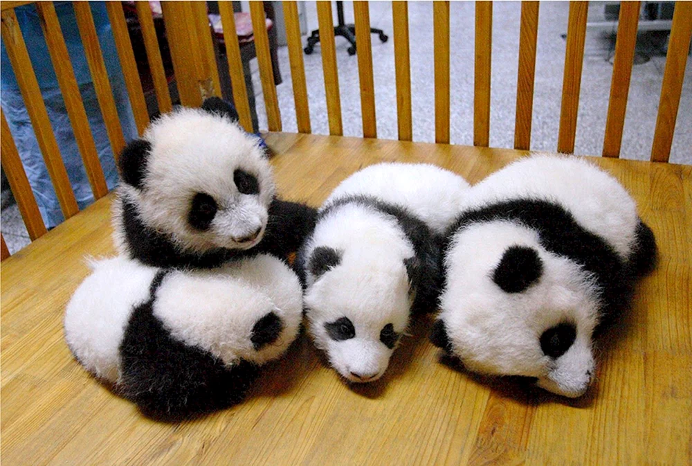 Panda mit Welpe Pandas mit Baby