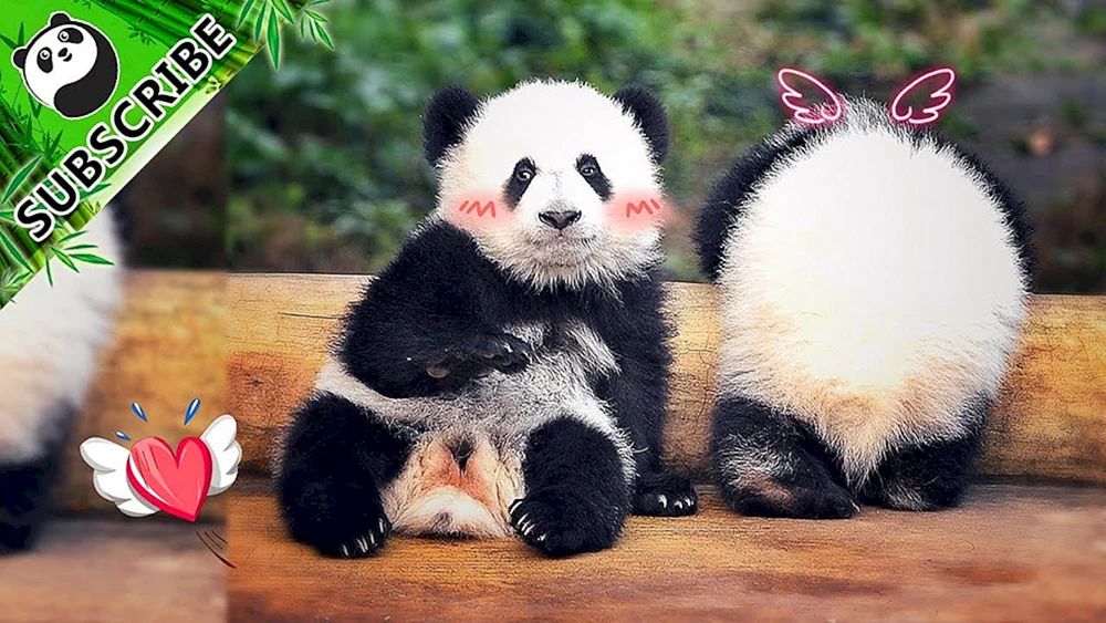 Panda mit Baby