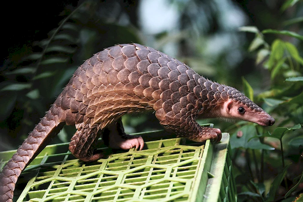 Armadillo Gürteltapir