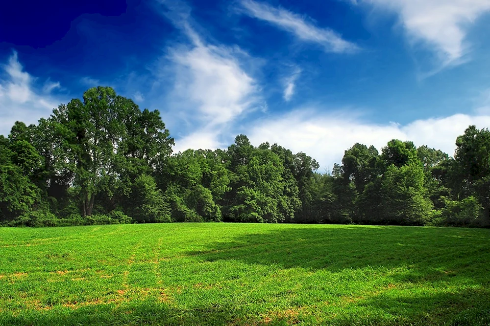 Panorama des Waldes