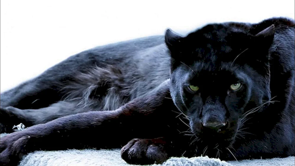 Jaguar und Panther
