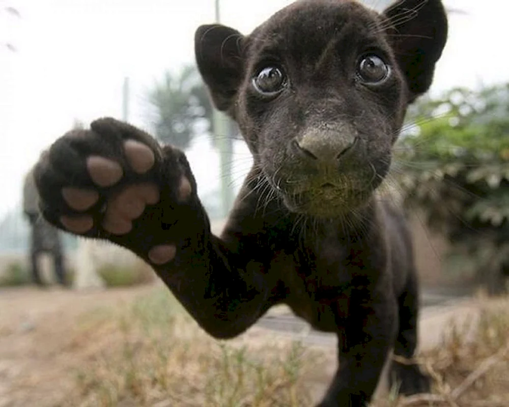 Pantherwelpe Panther