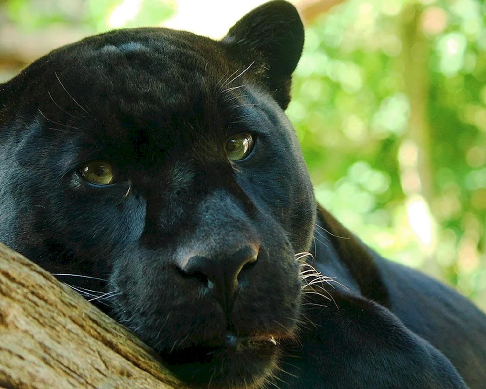 Ein wütender Panther