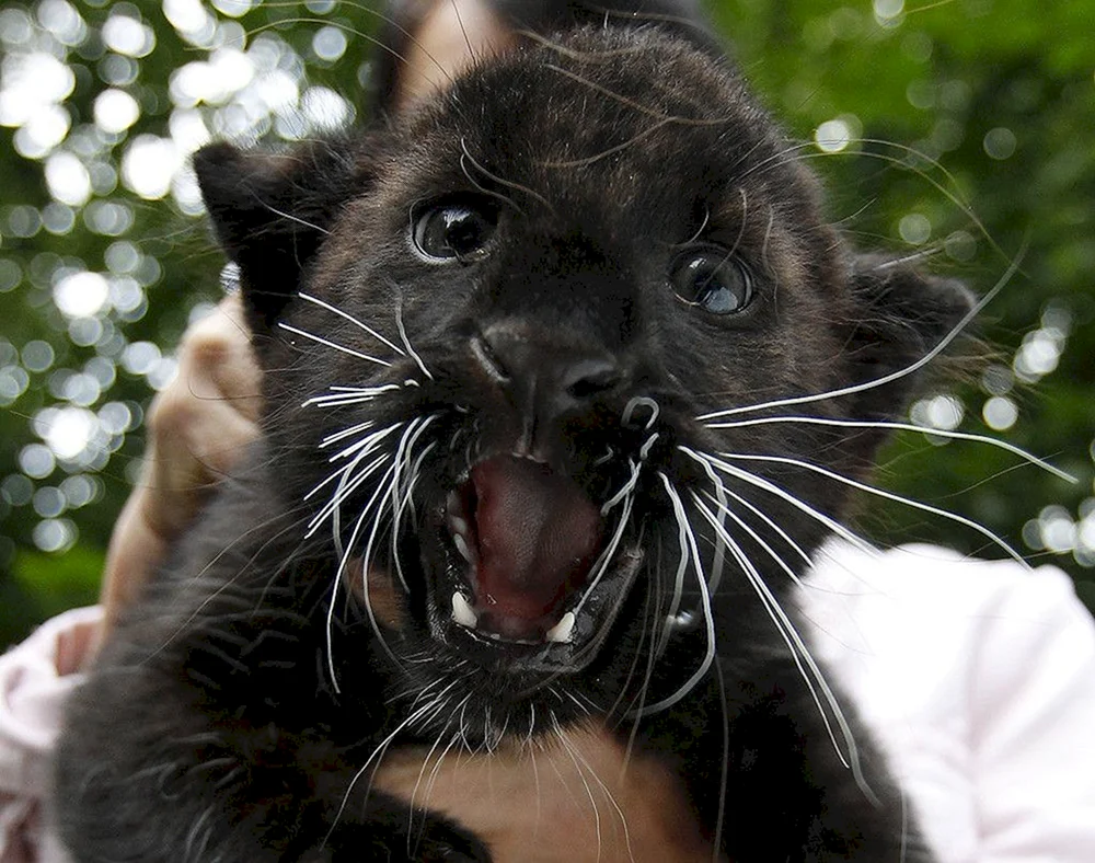 Panther