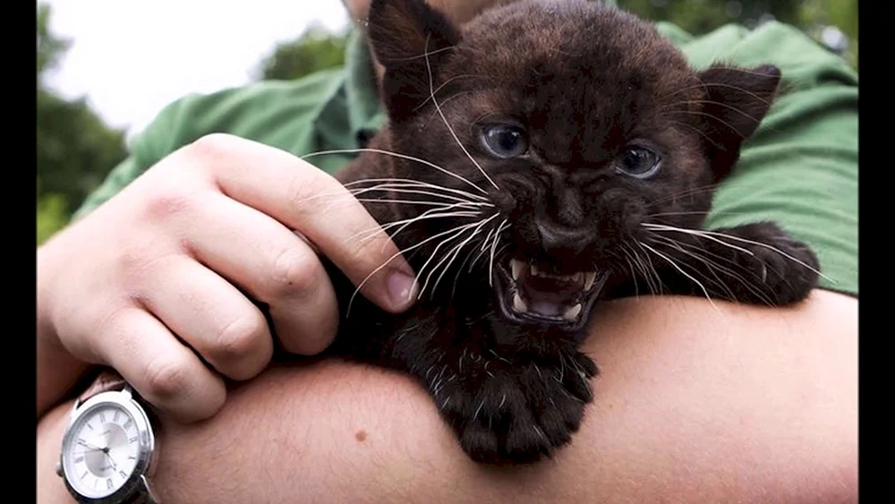 Panther und Pantherjunges