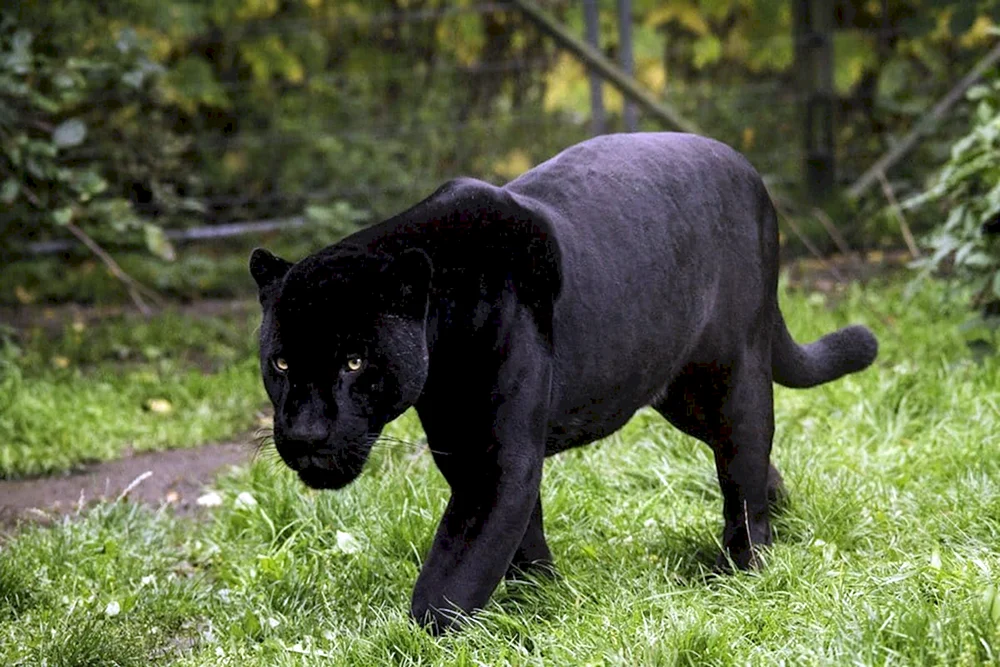 Panther melanist