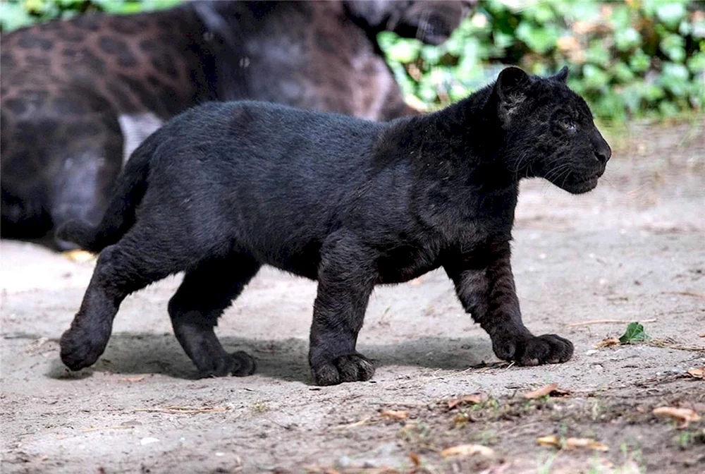 Panther melanistisch